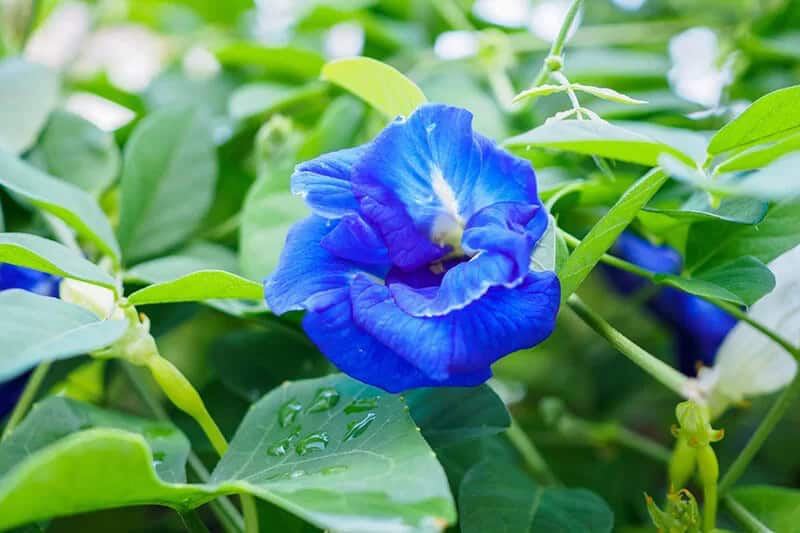 Blue Sweet Pea (Lathyrus)