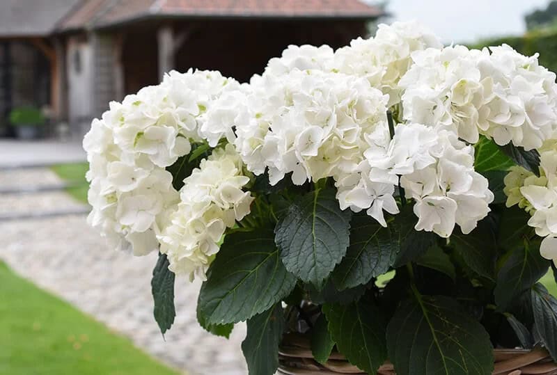 Ajisai Hydrangea (Hydrangea Macrophylla)