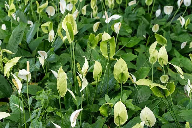 Peace Lily (Spathiphyllum)