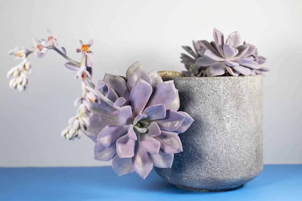 (Echeveria ‘Purple Pearl’)