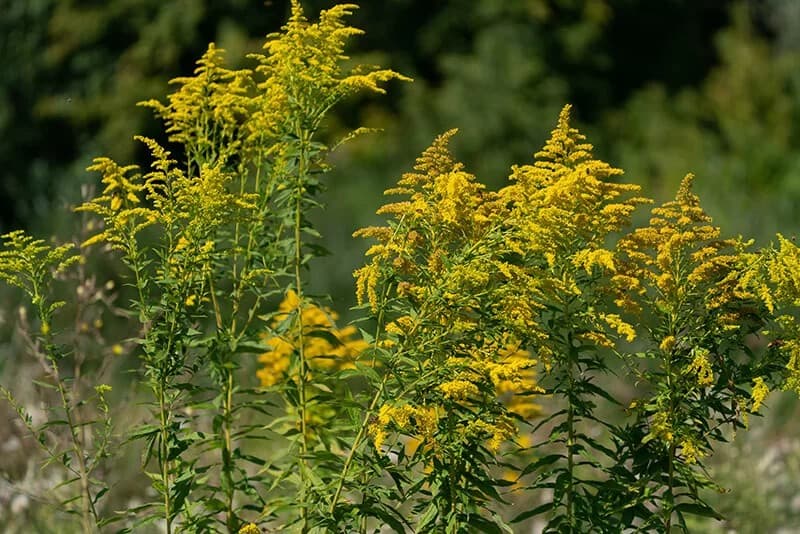 Canada Goldenrod (Solidago Canadensis)