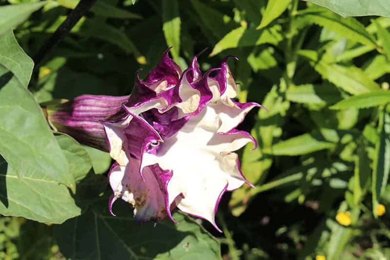 Devil’s Trumpet (Datura Metel)