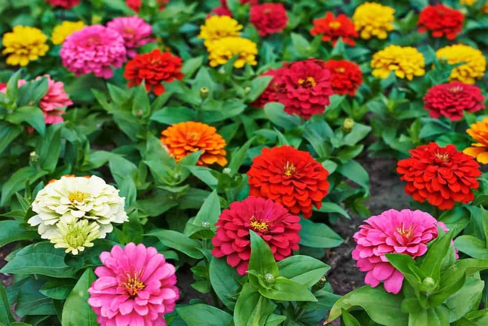 Zinnia (Zinnia elegans)