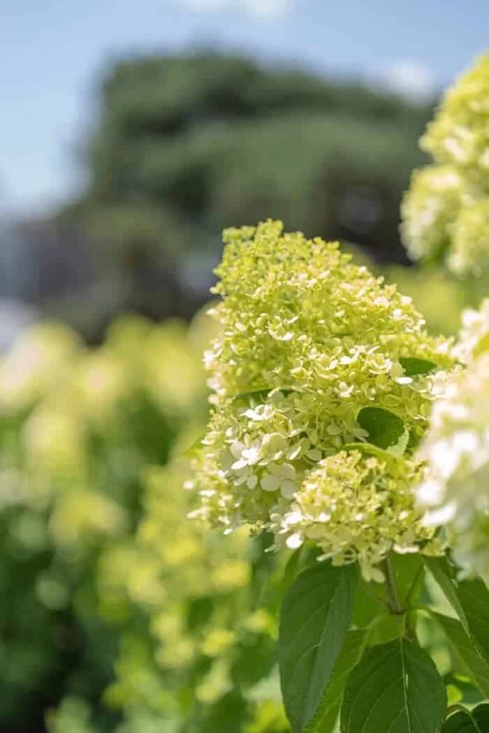 Limelight Hydrangea Tree (Hydrangea paniculata ‘Limelight’)