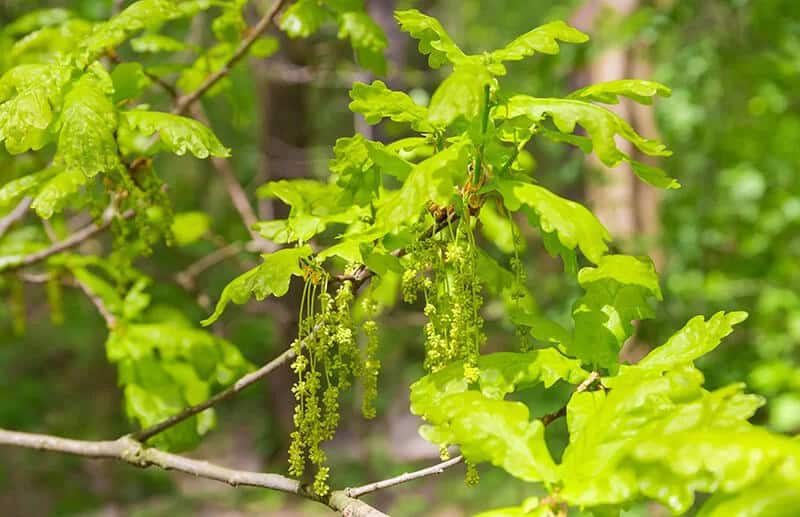 White Oak Tree (Quercus Alba)