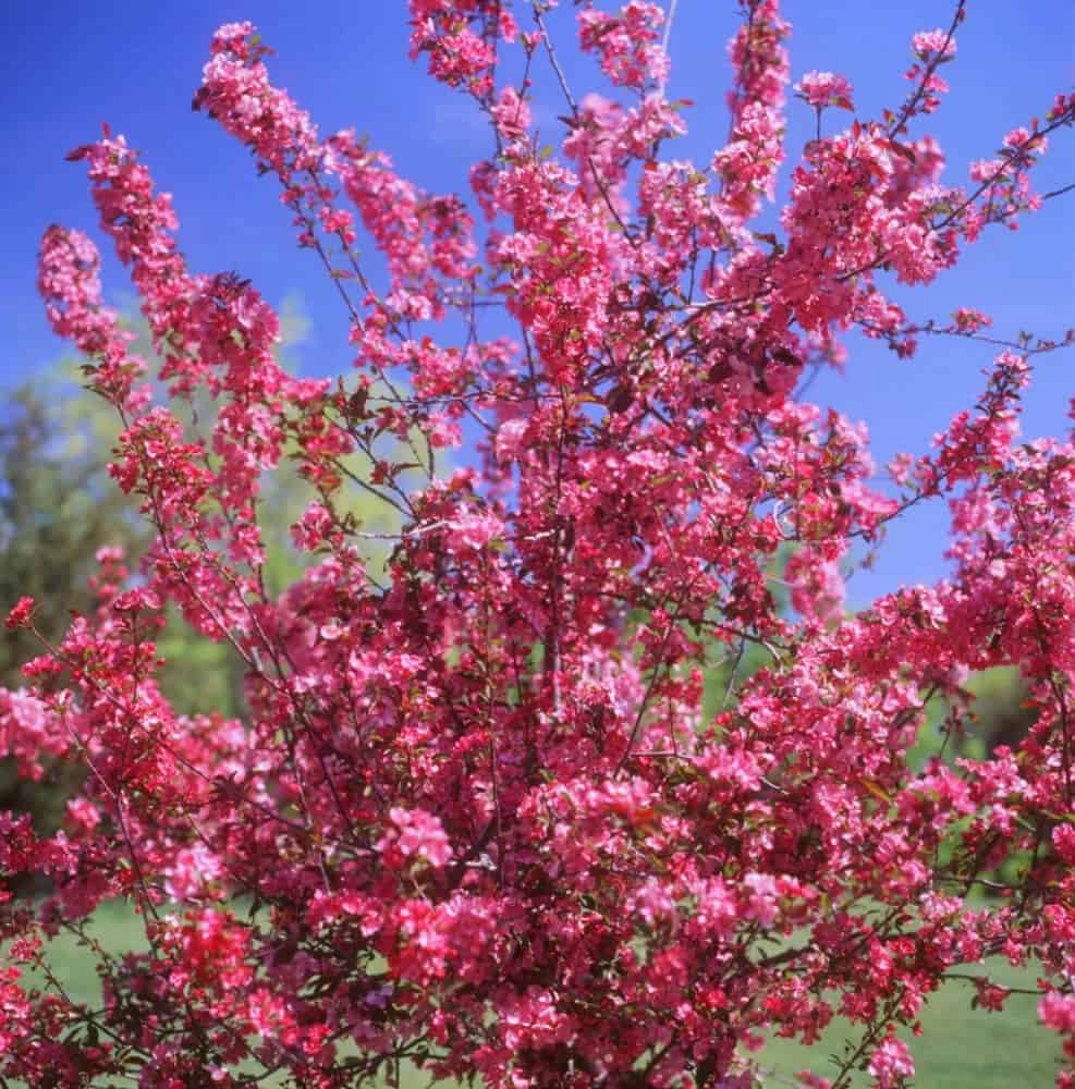 Malus ‘Pink Spires’ (Pink Spires Crabapple)