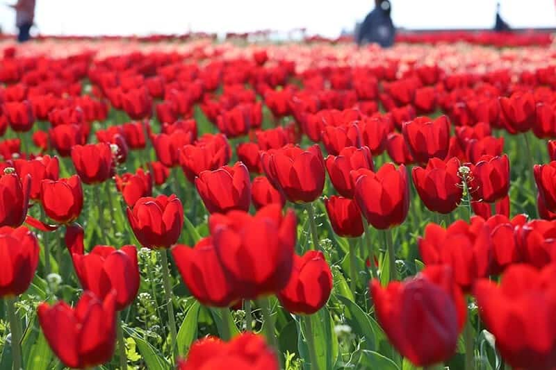 Tulip (Tulipa)