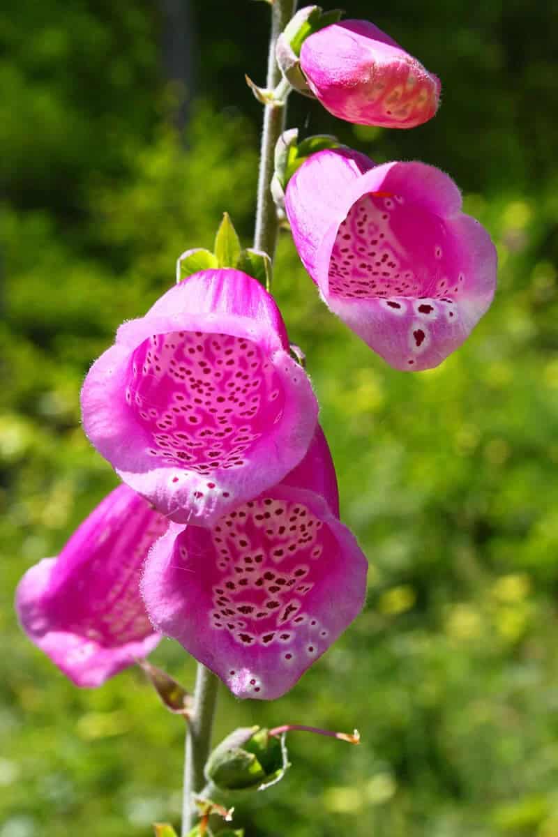 Witches’ Bells (Digitalis Purpurea – Excelsior Group)