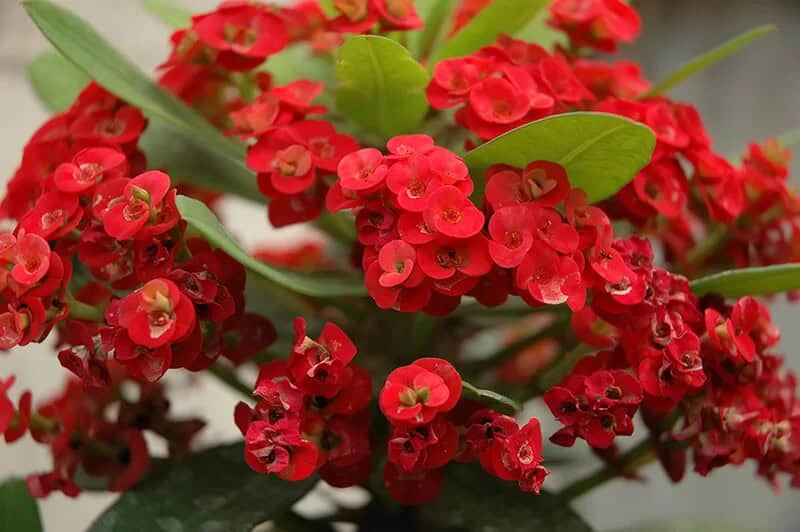 Crown of Thorns (Euphorbia Milii)