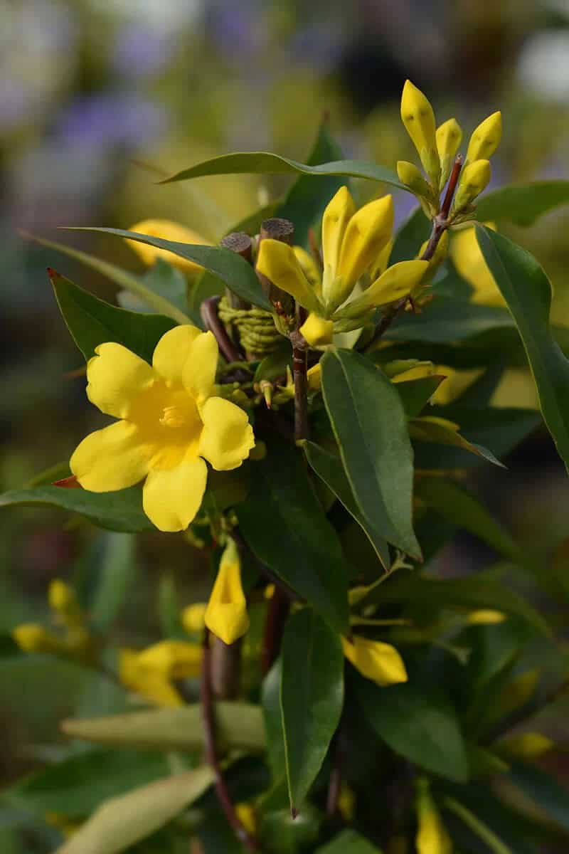 Carolina Yellow Jasmine (Gelsemium Sempervirens)