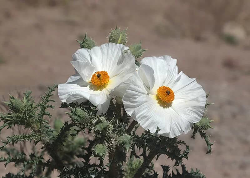 Prickly Poppy (Argemone Polyanthemos)