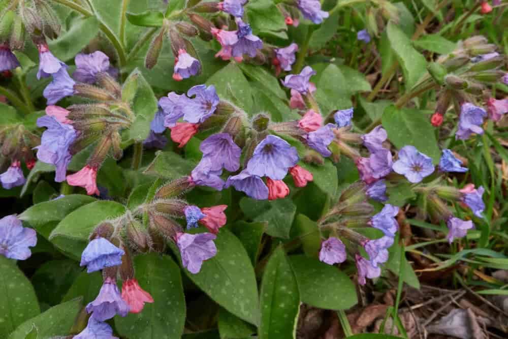 Lungwort (Pulmonaria officinalis)