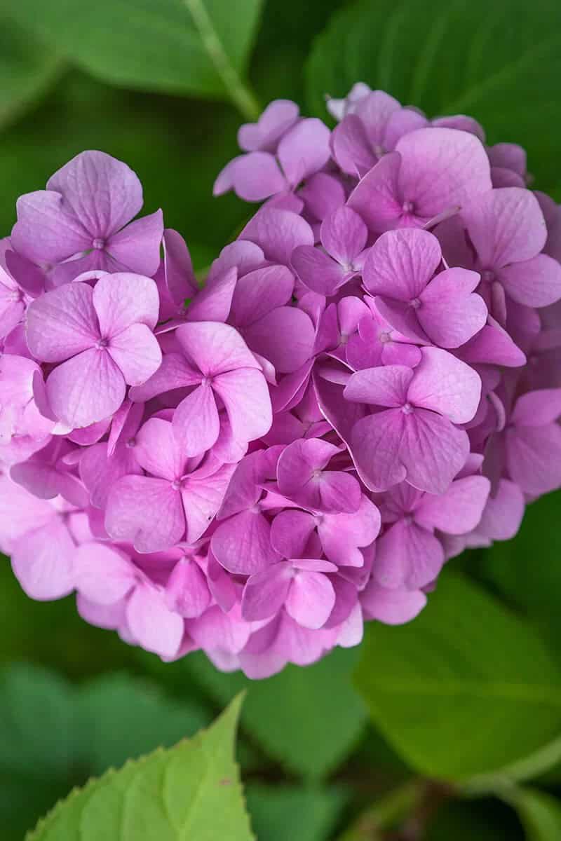 Bigleaf Hydrangea (Hydrangea Macrophylla)