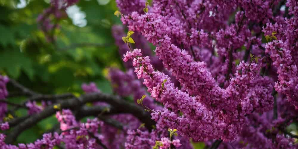 Cercis canadensis (Eastern Redbud)