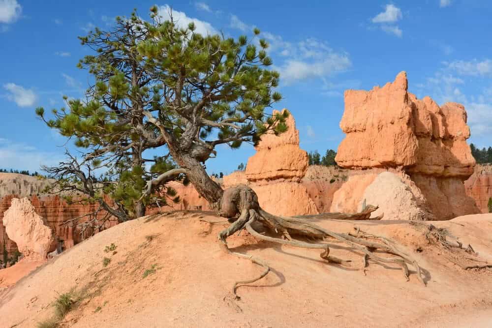 Bristlecone Pine (Pinus aristata)