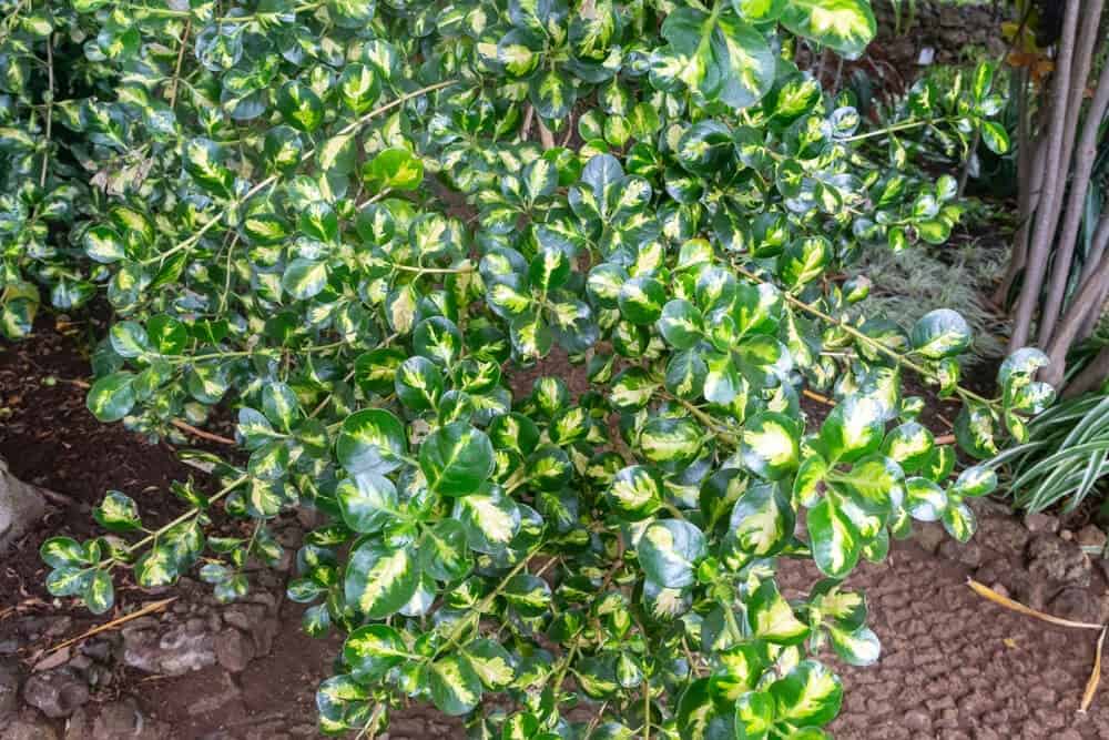 Mirror Bush (Coprosma repens)