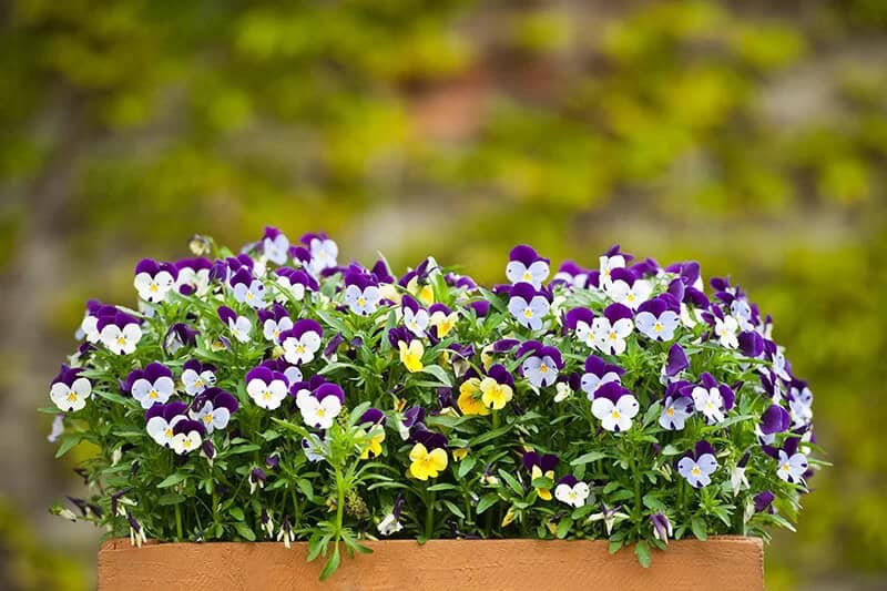 Pyrenean Violet (Viola Cornuta)