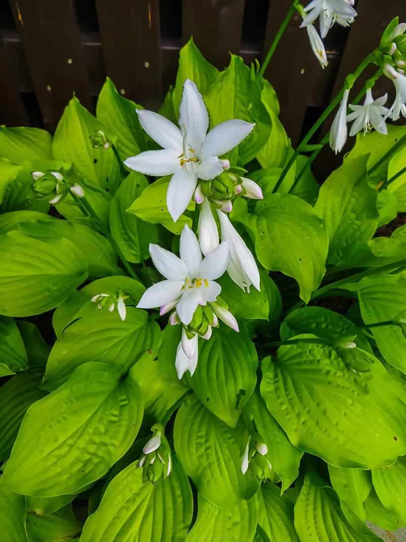 Tama Kanzashi Hosta (Hosta Plantaginea var. Japonica)