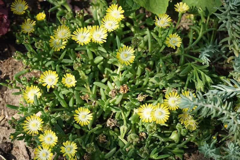 Ice Plant (Delosperma Cooperi ‘Jewel of Desert Peridot’)