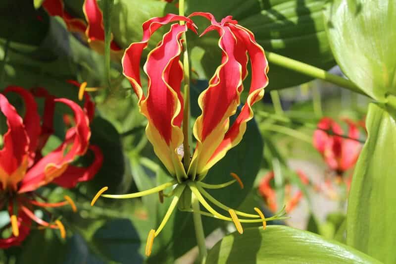 Flame Lily (Gloriosa Superba ‘Rothschildiana’)