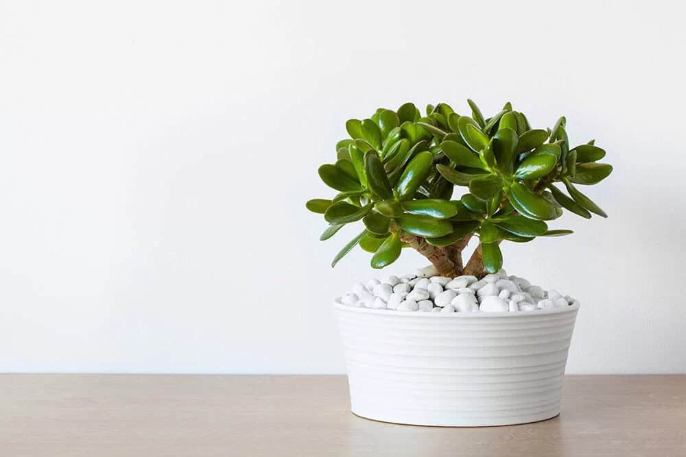 Jade Plant (Crassula ovata)