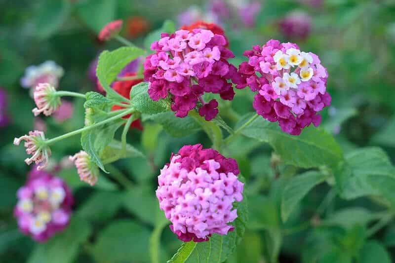 Trailing Lantana (Lantana Montevidensis)