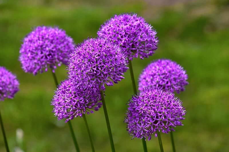 Flowering Onion (Allium Giganteum)