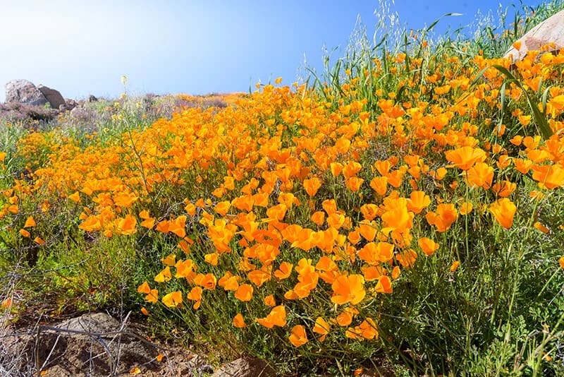 California Poppy (Eschscholzia Californica)