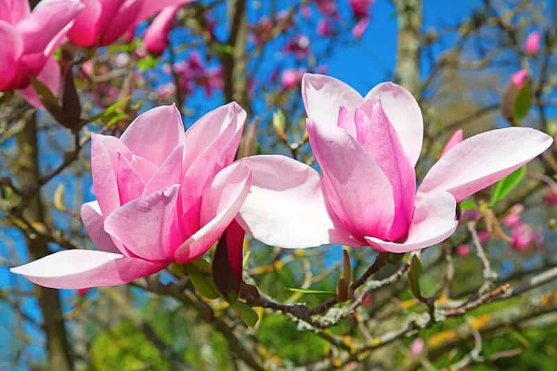 Magnolia (Magnolia ‘George Henry Kern’)