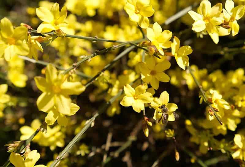 Winter Jasmine (Jasminum Nudiflorum)