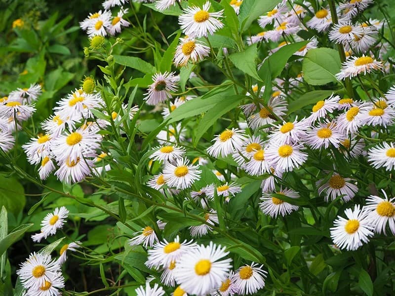 German Chamomile (Matricaria Chamomilla)