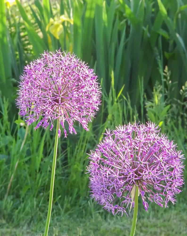 Giant Allium (Allium)