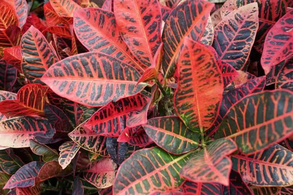 Croton (Codiaeum variegatum ‘Norma’)