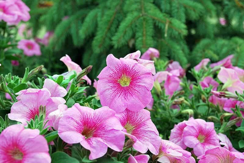 Petunia (Petunia Atkinsiana)