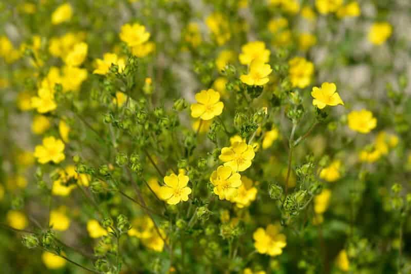 Cinquefoil (Potentilla Gracilis)