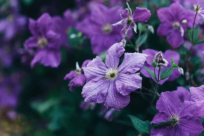 Clematis (Clematis ‘Evipo018’ Bourbon)