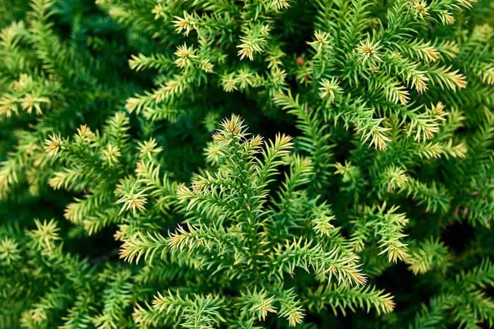 Japanese Cedar (Cryptomeria japonica)