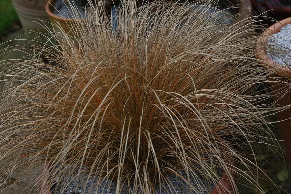 Ornamental Sedge (Carex)