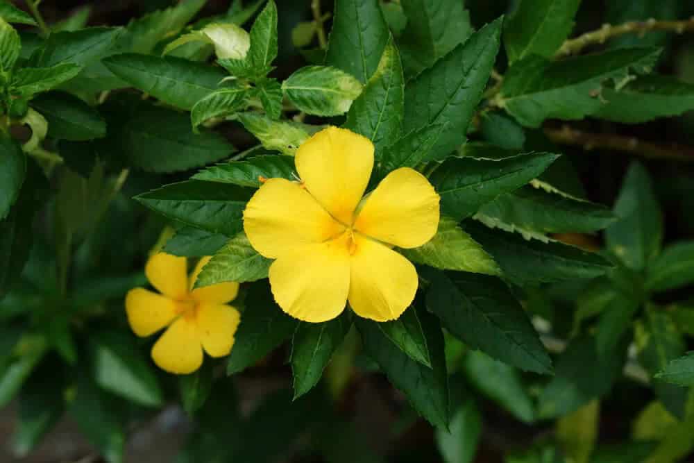 Yellow Sage (Salvia koyamae)