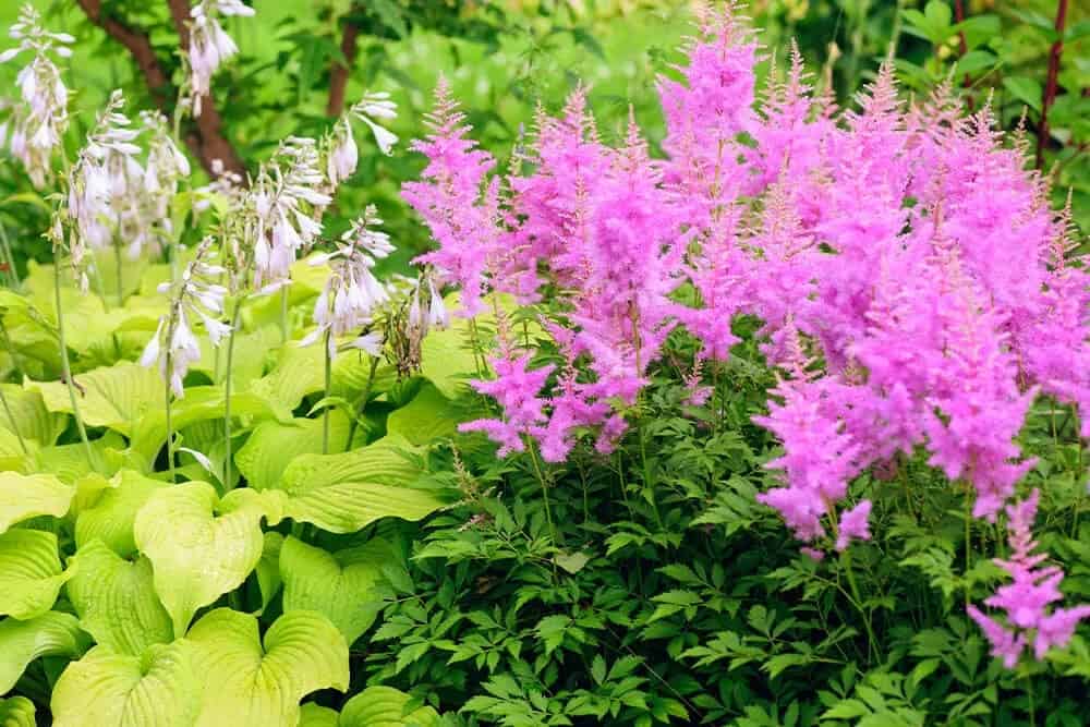 Astilbe (Astilbe spp.)