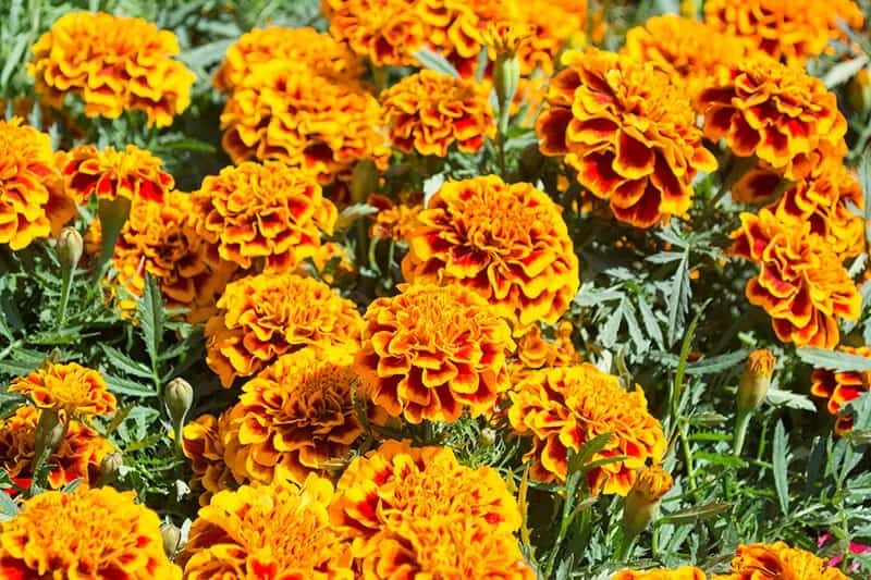 Marigold (Tagetes Erecta)