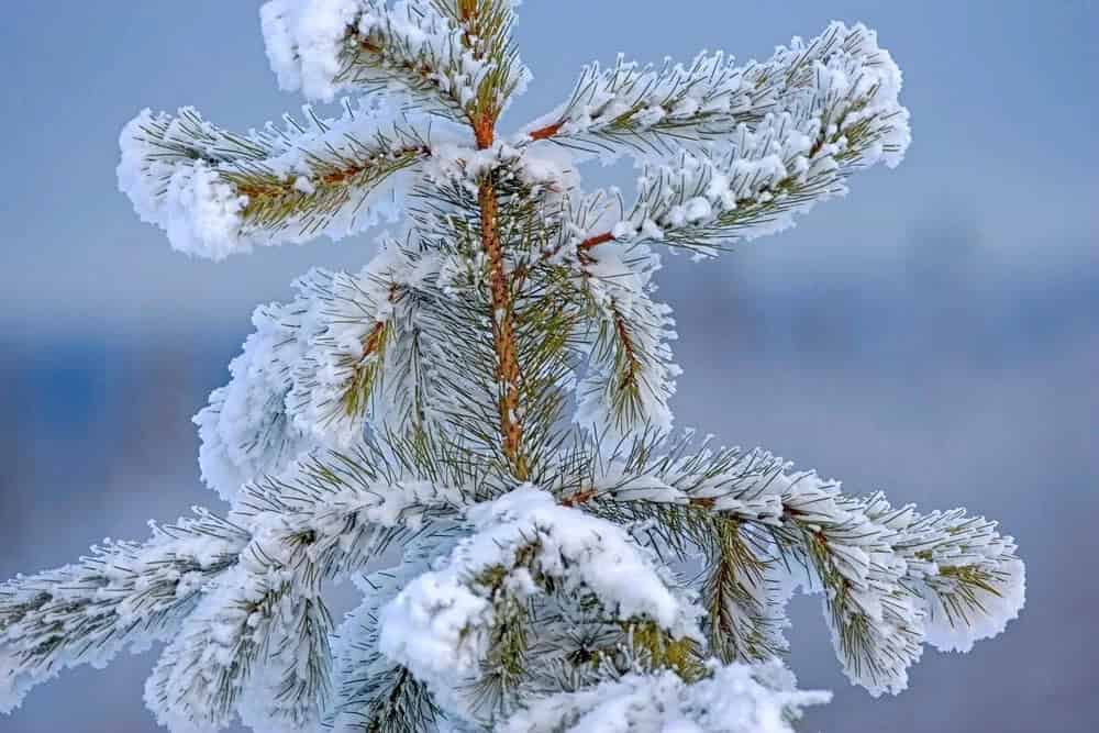 Western White Pine (Pinus monticola)