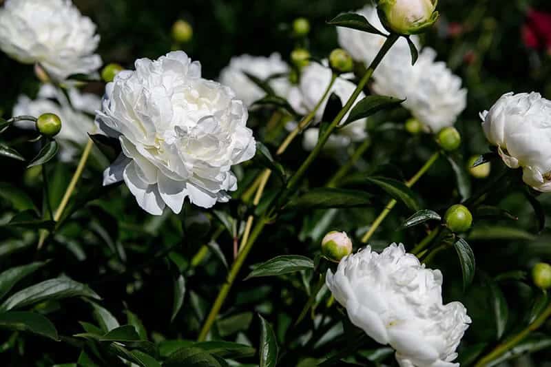 Peony (Paeonia Lactiflora Festiva Maxima)