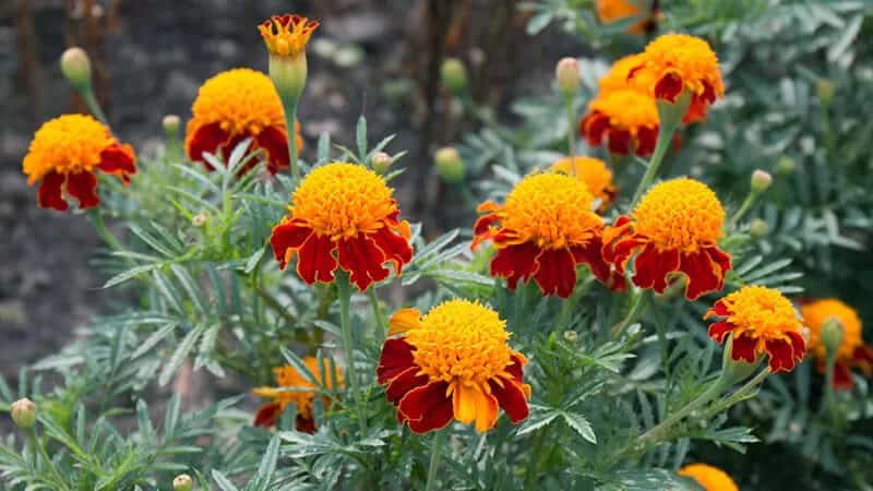 Marigold (Tagetes “Herb of the Sun”)