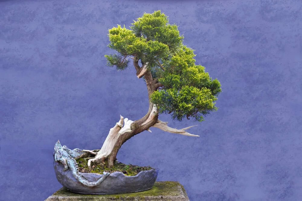 Juniper (Juniperus)