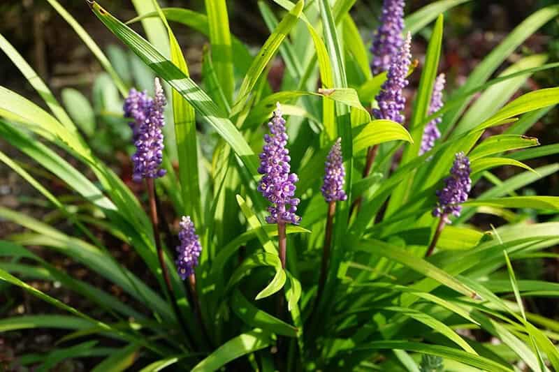 Yabu Ran Lily Turf (Liriope Muscari ‘Okina’)