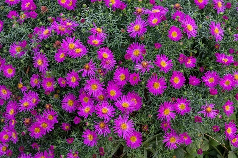 Italian Aster (Aster Amellus ‘Veilchenkönigin’ Violet Queen)