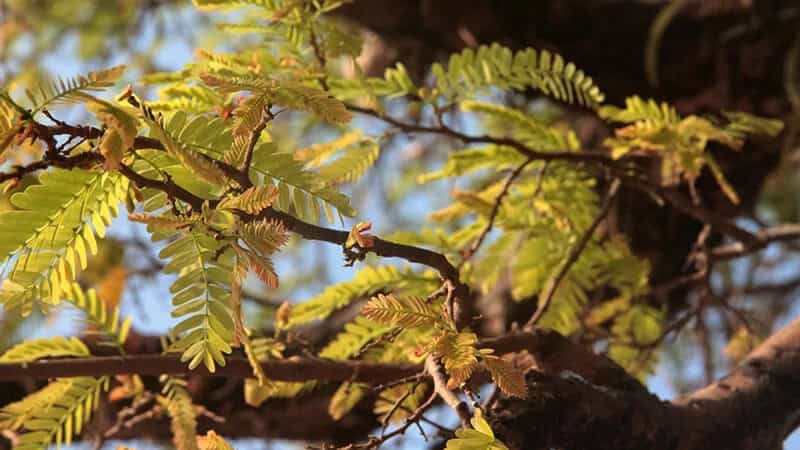 Evergreen Species: The Tamarind (Tamarindus Indica)