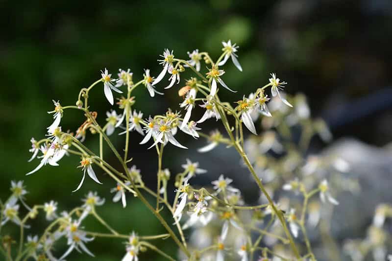 Yuki-no-shita Strawberry Begonia (Saxifraga Stolonifera)