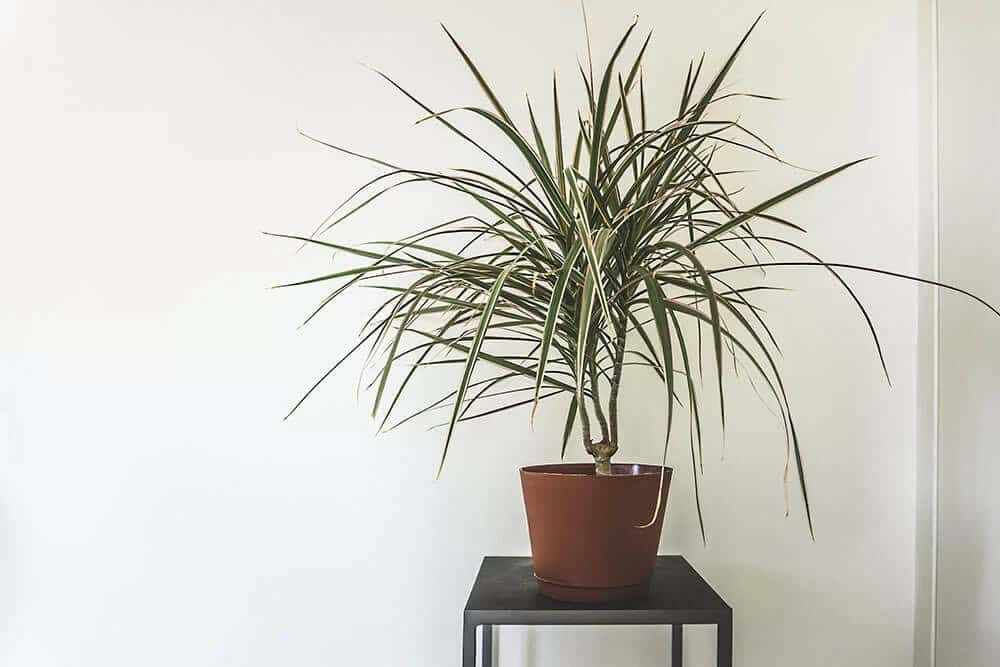 Madagascar Dragon Tree (Dracaena marginata)